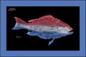 American Red Snapper mat 24x36 BLUE resized 